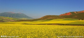 卓尔山花海