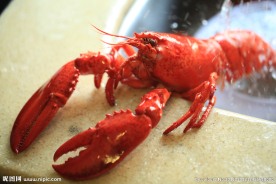澳洲小龙虾