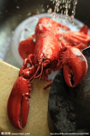 澳洲小龙虾