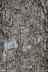 树皮
