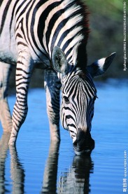 仰望 斑马 喝水