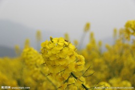 油菜花开 油菜花特写
