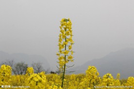 油菜花开 油菜花特写