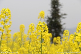 油菜花开 油菜花特写