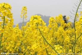油菜花开 油菜花特写
