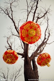 树上灯笼