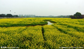 油菜花海