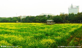 桥头油菜花
