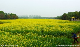 桥头油菜花
