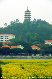 莲湖油菜花