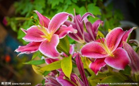 粉色百合花