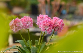 小粉花