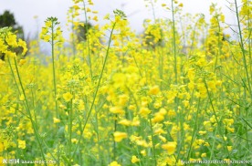 特写油菜花