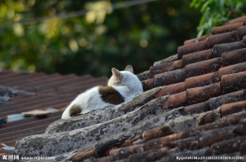 房屋上的猫