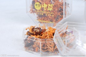 蛹虫草
