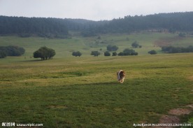 草原上的牧羊犬