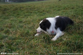 边境牧羊犬