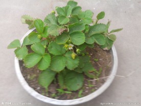 盆中的草莓