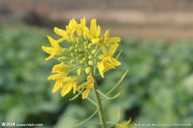 油菜花