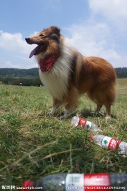 苏格兰牧羊犬