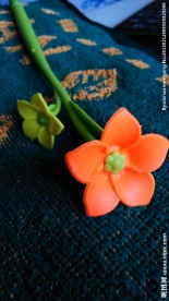 橙色小花