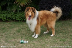 苏格兰牧羊犬