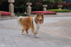 苏格兰牧羊犬