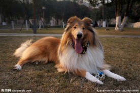 苏格兰牧羊犬