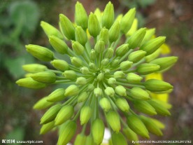 油菜花