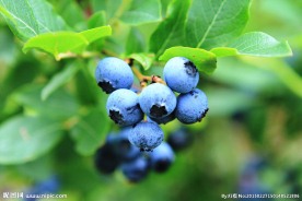 蓝莓