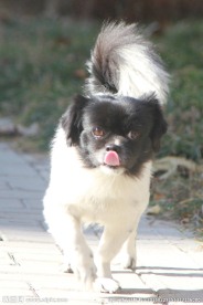 狗犬