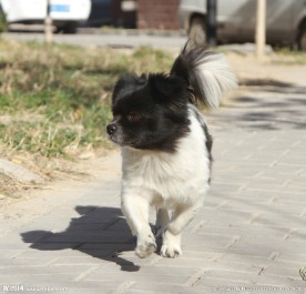 狗犬