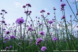 春天薰衣草花海