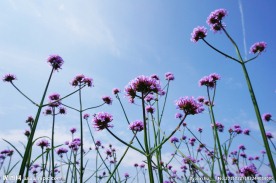 春天薰衣草花海