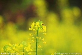 油菜花