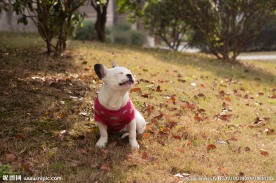 法国斗牛犬