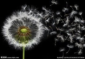 蒲公英图片