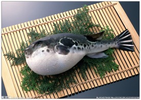河豚鱼