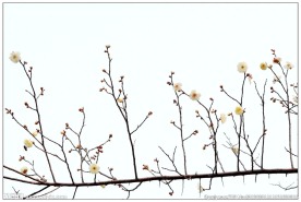 白色腊梅花枝