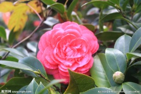 茶花