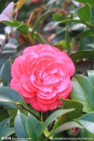 茶花