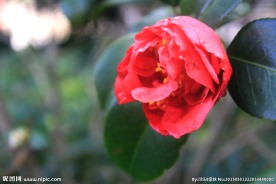茶花