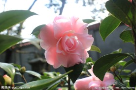 茶花