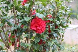 月季花