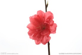 一朵桃花