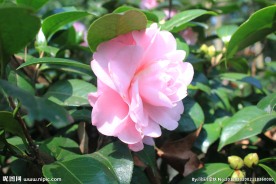 茶花