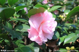 茶花