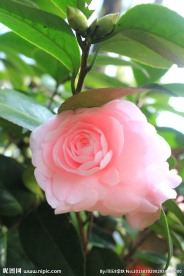 茶花