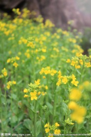 油菜花