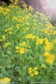 油菜花